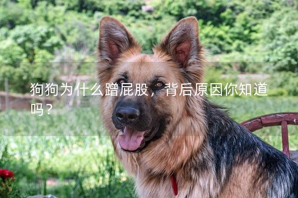 狗狗为什么蹭屁股，背后原因你知道吗？