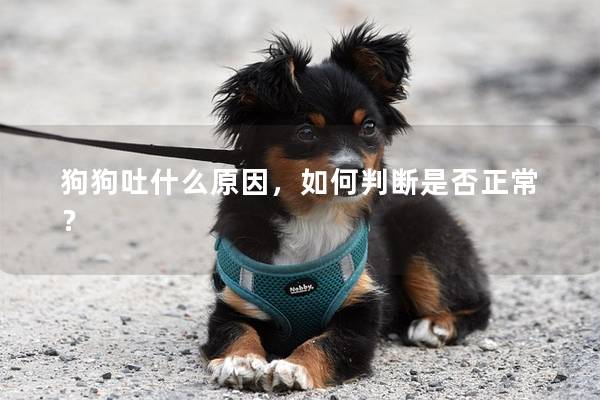 狗狗吐什么原因，如何判断是否正常？