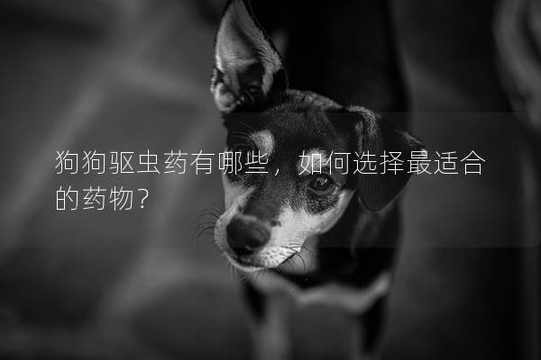 狗狗驱虫药有哪些，如何选择最适合的药物？