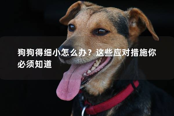 狗狗得细小怎么办？这些应对措施你必须知道
