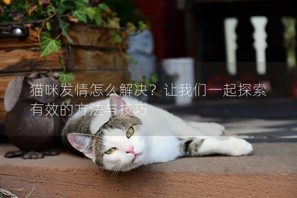 猫咪发情怎么解决？让我们一起探索有效的方法与技巧
