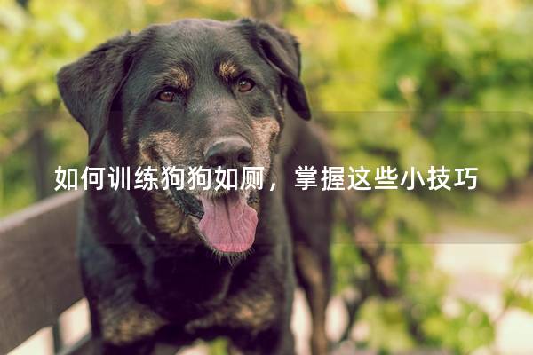 如何训练狗狗如厕，掌握这些小技巧