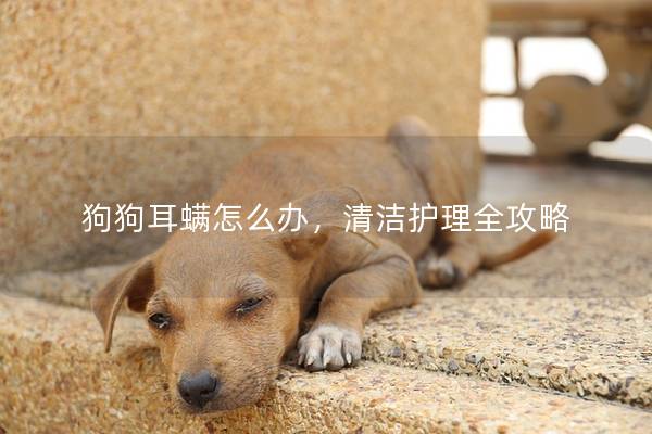 狗狗耳螨怎么办，清洁护理全攻略
