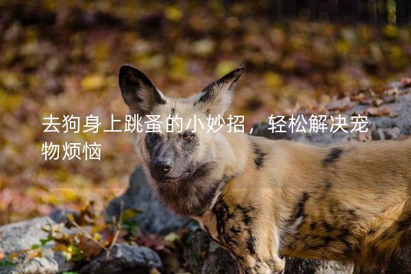 去狗身上跳蚤的小妙招，轻松解决宠物烦恼