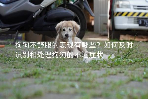 狗狗不舒服的表现有哪些？如何及时识别和处理狗狗的不适症状