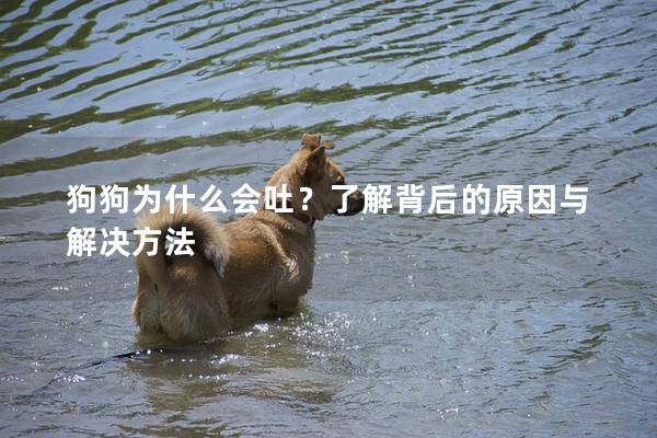 狗狗为什么会吐？了解背后的原因与解决方法