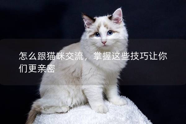 怎么跟猫咪交流，掌握这些技巧让你们更亲密