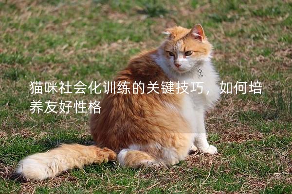 猫咪社会化训练的关键技巧，如何培养友好性格