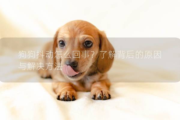 狗狗抖动怎么回事？了解背后的原因与解决方法