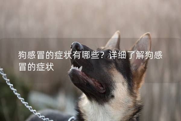 狗感冒的症状有哪些？详细了解狗感冒的症状