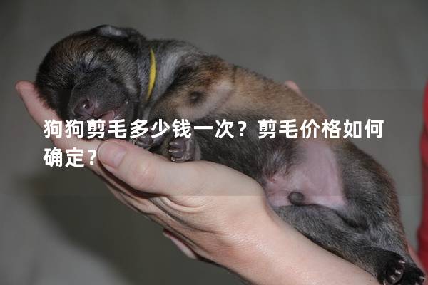 狗狗剪毛多少钱一次？剪毛价格如何确定？