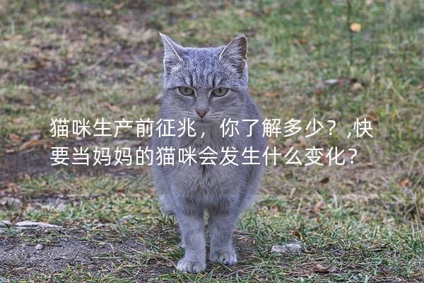 猫咪生产前征兆，你了解多少？,快要当妈妈的猫咪会发生什么变化？
