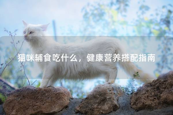 猫咪辅食吃什么，健康营养搭配指南