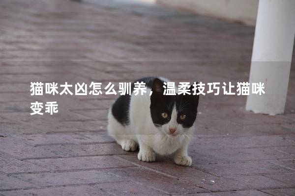 猫咪太凶怎么驯养，温柔技巧让猫咪变乖
