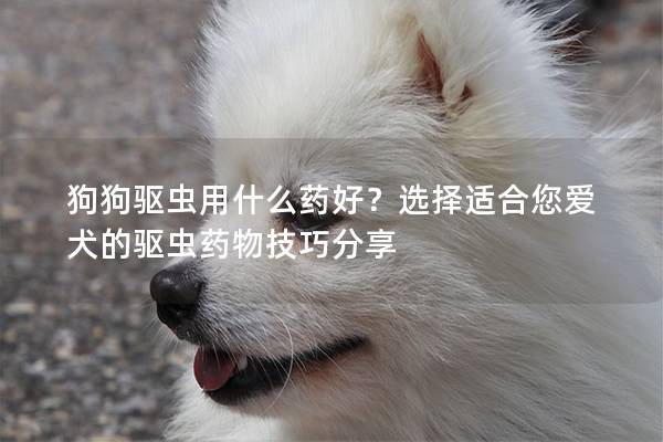 狗狗驱虫用什么药好？选择适合您爱犬的驱虫药物技巧分享