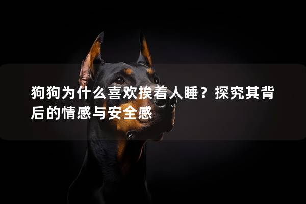 狗狗为什么喜欢挨着人睡？探究其背后的情感与安全感