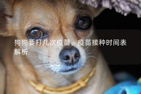 狗狗要打几次疫苗，疫苗接种时间表解析