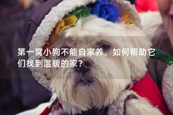 第一窝小狗不能自家养，如何帮助它们找到温暖的家？