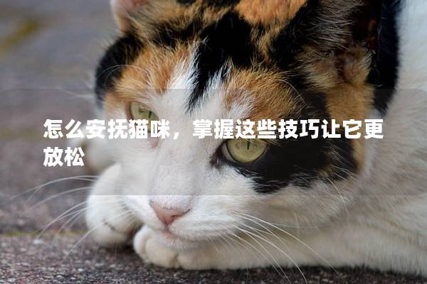 怎么安抚猫咪，掌握这些技巧让它更放松