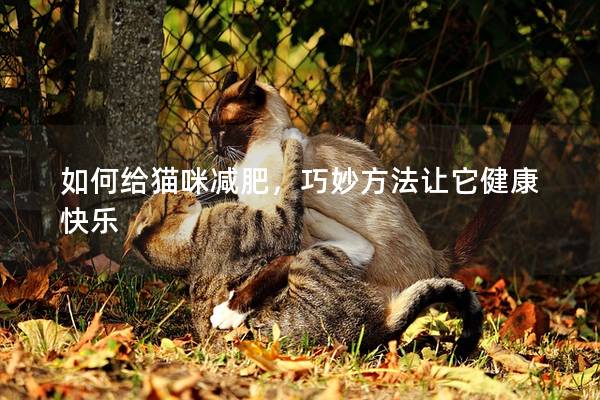 如何给猫咪减肥，巧妙方法让它健康快乐