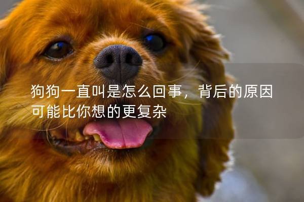 狗狗一直叫是怎么回事，背后的原因可能比你想的更复杂