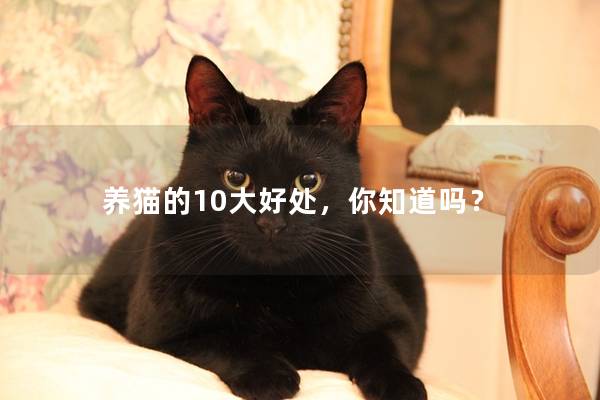 养猫的10大好处，你知道吗？