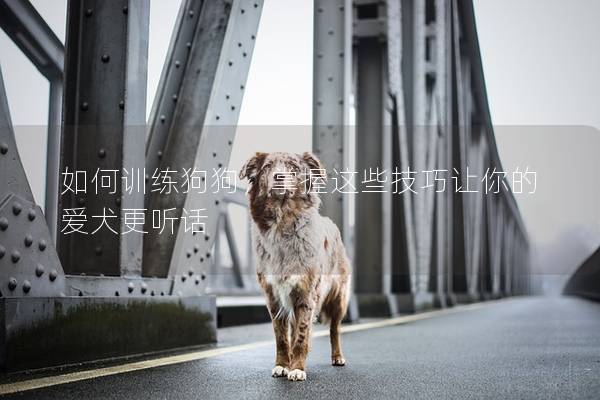 如何训练狗狗，掌握这些技巧让你的爱犬更听话