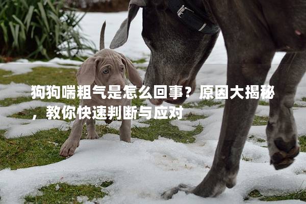 狗狗喘粗气是怎么回事？原因大揭秘，教你快速判断与应对