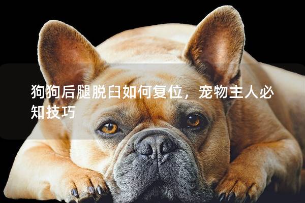 狗狗后腿脱臼如何复位，宠物主人必知技巧
