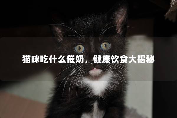 猫咪吃什么催奶，健康饮食大揭秘