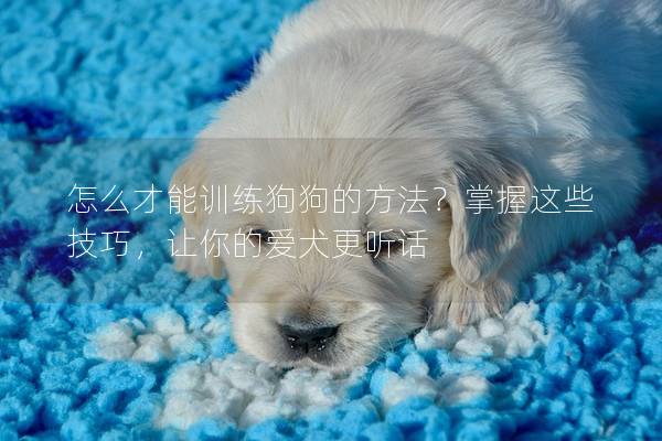 怎么才能训练狗狗的方法？掌握这些技巧，让你的爱犬更听话