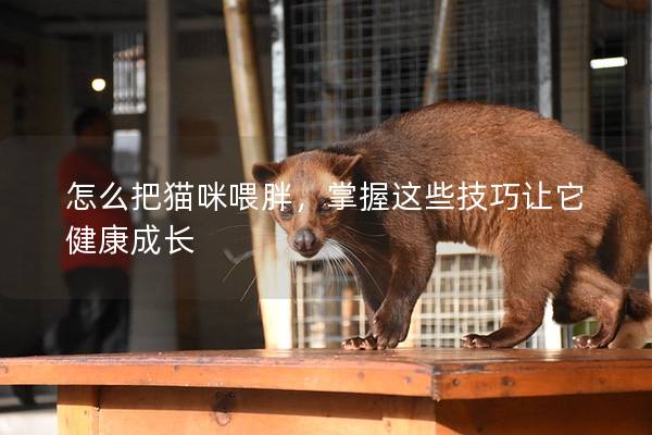 怎么把猫咪喂胖，掌握这些技巧让它健康成长