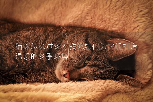 猫咪怎么过冬？教你如何为它们打造温暖的冬季环境