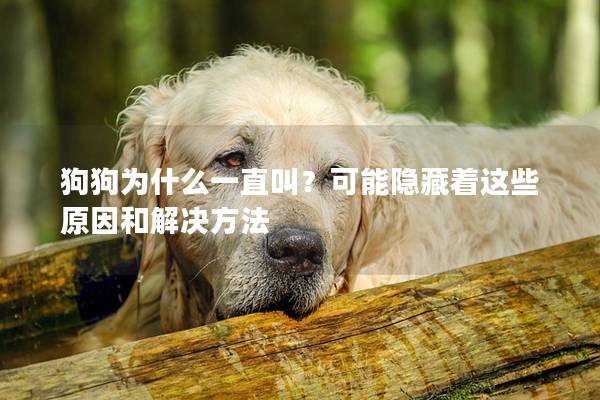 狗狗为什么一直叫？可能隐藏着这些原因和解决方法