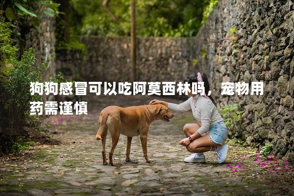 狗狗感冒可以吃阿莫西林吗，宠物用药需谨慎