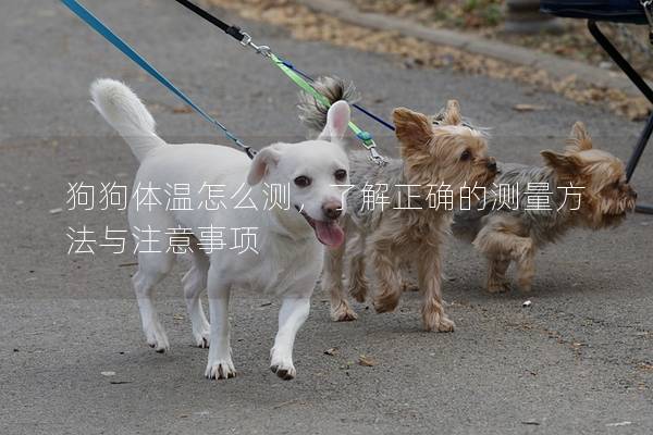 狗狗体温怎么测，了解正确的测量方法与注意事项