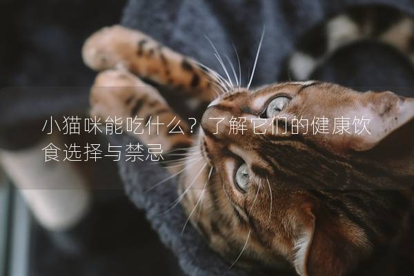 小猫咪能吃什么？了解它们的健康饮食选择与禁忌