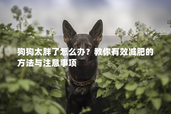 狗狗太胖了怎么办？教你有效减肥的方法与注意事项