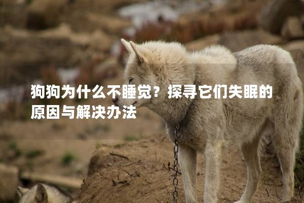 狗狗为什么不睡觉？探寻它们失眠的原因与解决办法
