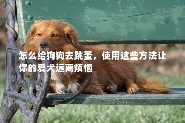 怎么给狗狗去跳蚤，使用这些方法让你的爱犬远离烦恼