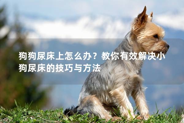狗狗尿床上怎么办？教你有效解决小狗尿床的技巧与方法