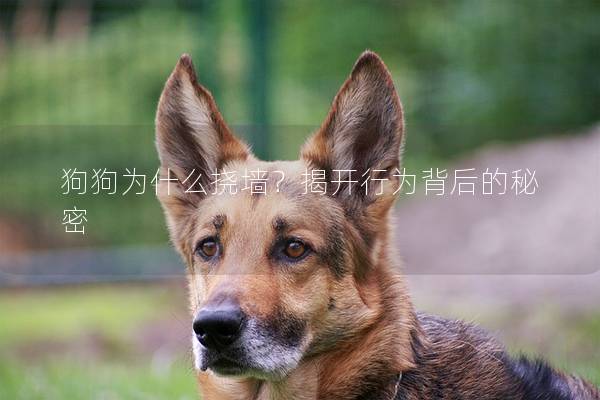狗狗为什么挠墙？揭开行为背后的秘密