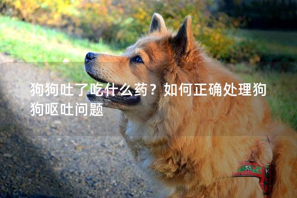 狗狗吐了吃什么药？如何正确处理狗狗呕吐问题