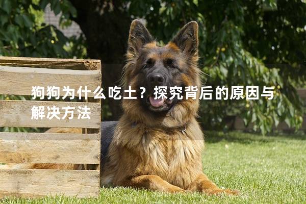 狗狗为什么吃土？探究背后的原因与解决方法