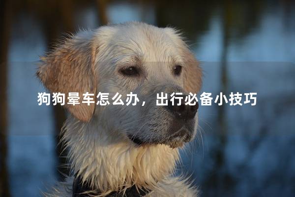 狗狗晕车怎么办，出行必备小技巧