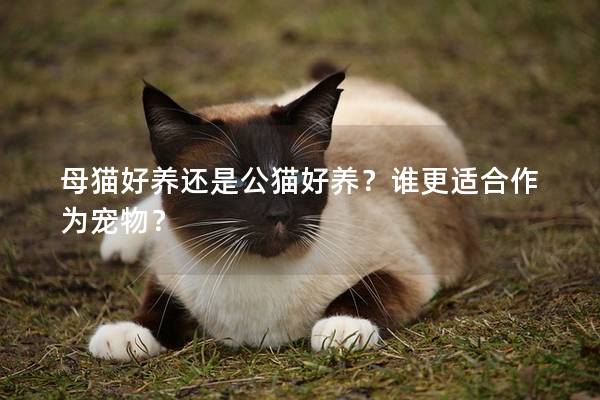 母猫好养还是公猫好养？谁更适合作为宠物？