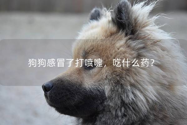 狗狗感冒了打喷嚏，吃什么药？