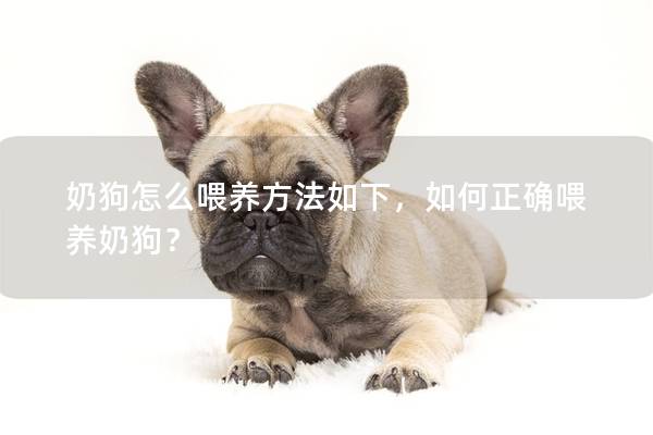 奶狗怎么喂养方法如下，如何正确喂养奶狗？