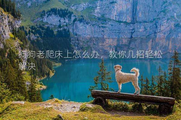 狗狗老爬床上怎么办，教你几招轻松解决