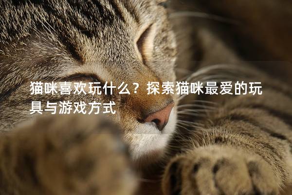 猫咪喜欢玩什么？探索猫咪最爱的玩具与游戏方式
